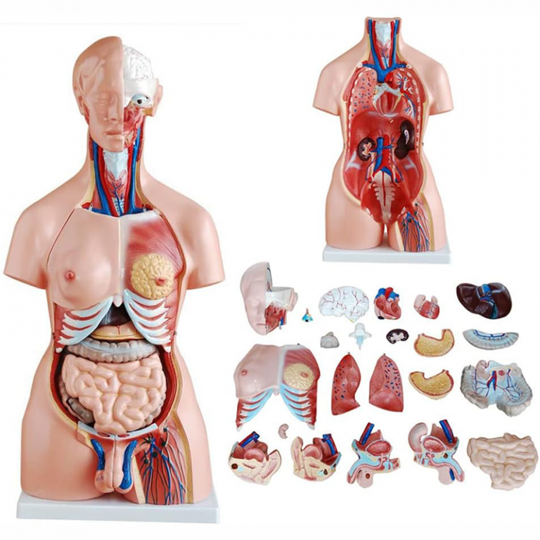 Modèle torse humain asexue pour femme et homme 23pc - Matériel Consommable MonPara Maroc