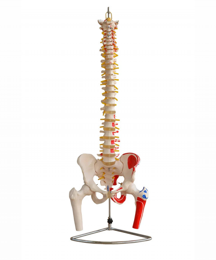 Colonne vertebrale bassin et tete de femur - Matériel Consommable MonPara Maroc