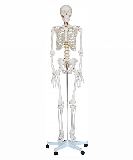 Squelette Humain Pvc - Matériel Consommable MonPara Maroc