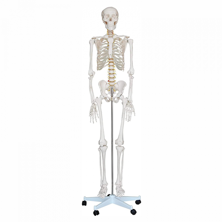 Squelette Humain Pvc - Matériel Consommable MonPara Maroc