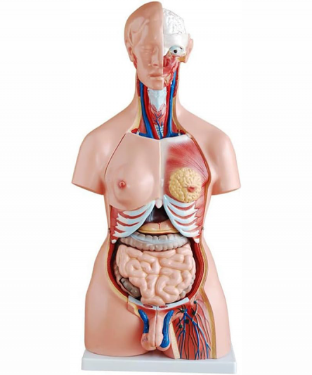 Modèle torse humain asexue pour femme et homme 23pc - Matériel Consommable MonPara Maroc